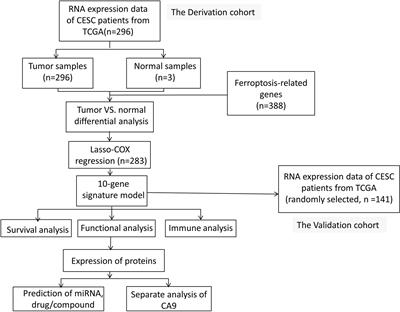 A prognostic model for cervical cancer based on ferroptosis-related genes